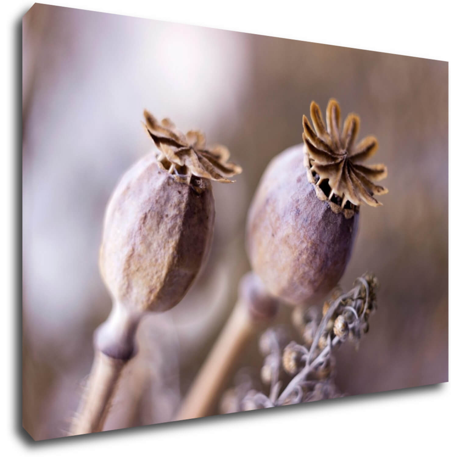 Tablou Dry Poppy flower - 60 x 40 cm