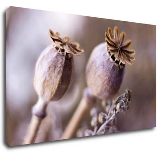 Tablou Dry Poppy flower