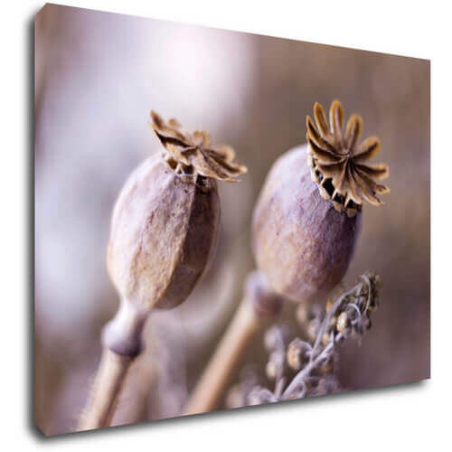 Tablou Dry Poppy flower - 70 x 50 cm