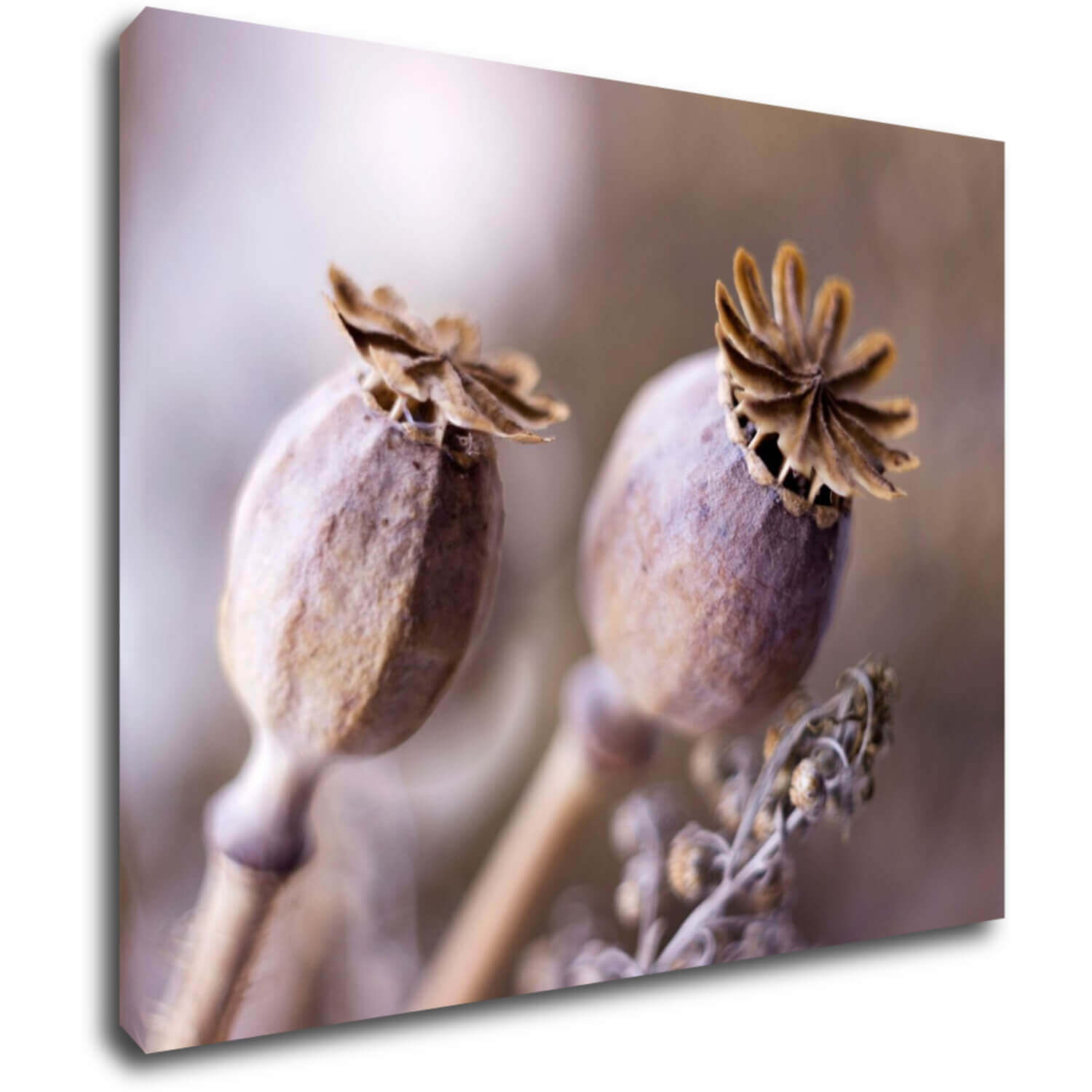 Tablou Dry Poppy flower - 90 x 70 cm