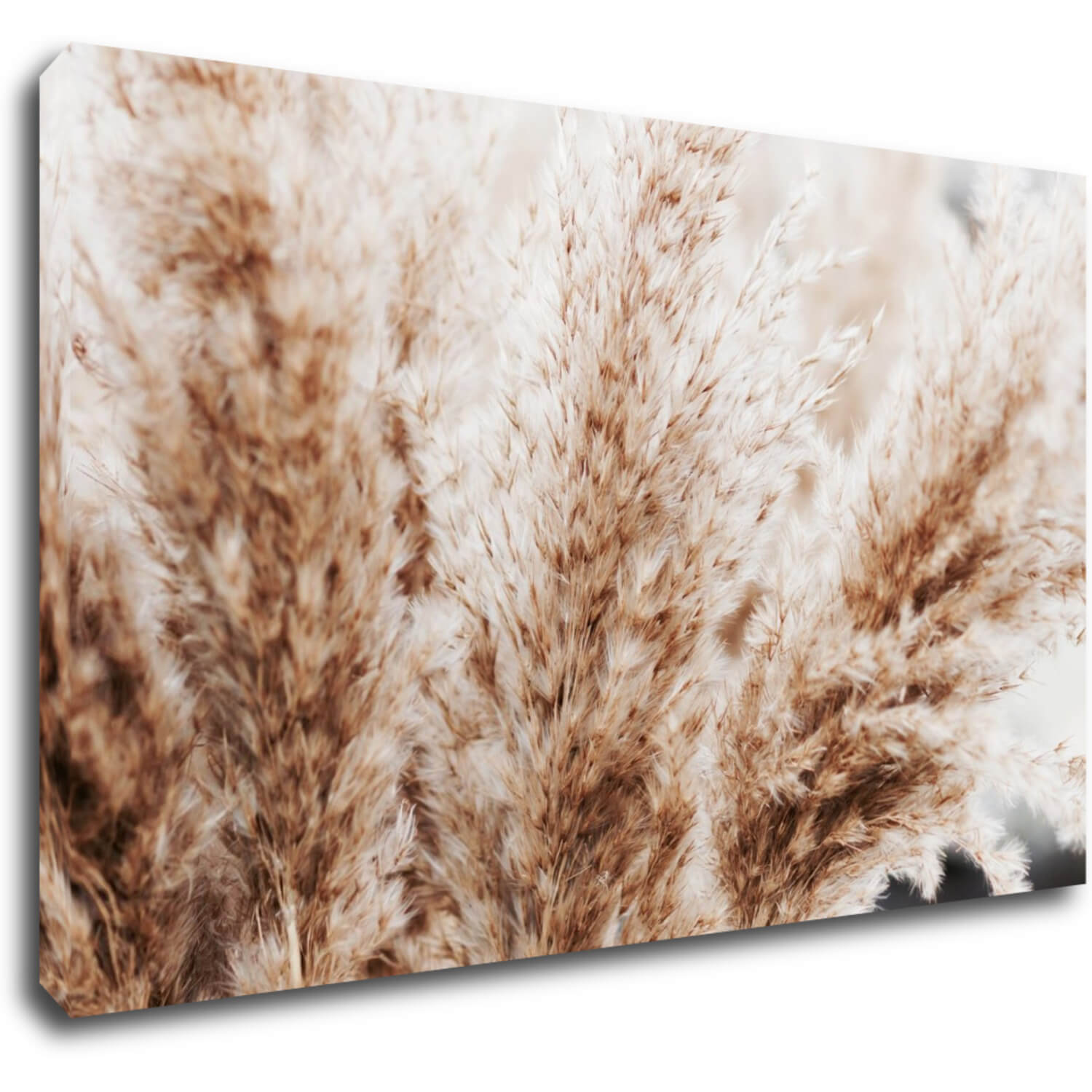 Tablou Dry flowers detail - 50 x 30 cm