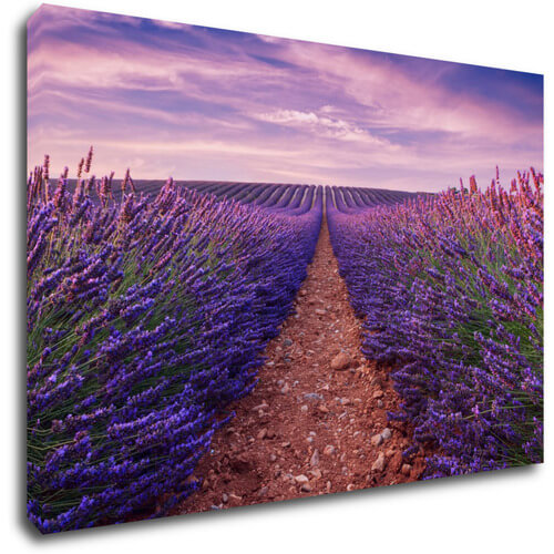 Tablou Lavender field
