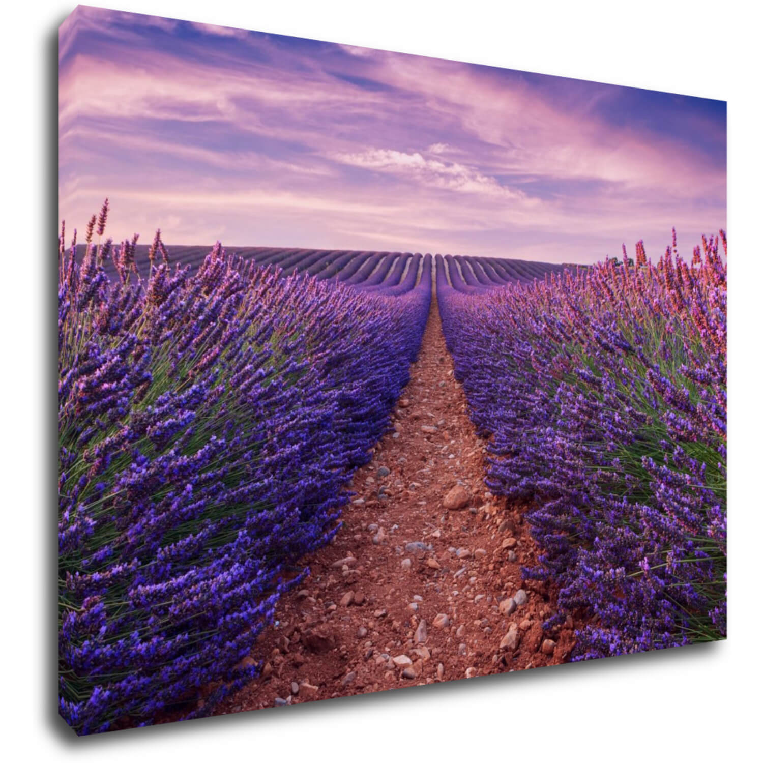 Tablou Lavender field - 70 x 50 cm
