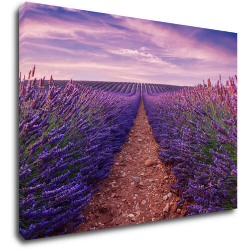 Tablou Lavender field - 70 x 50 cm
