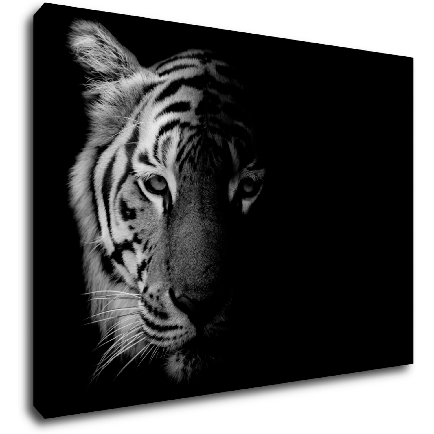 Tablou Tiger black and white - 70 x 50 cm