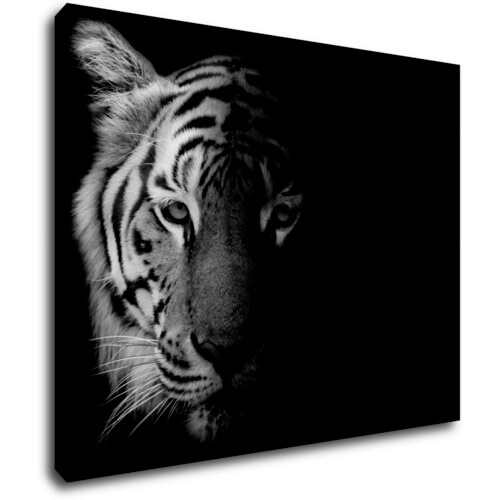 Tablou Tiger black and white - 90 x 70 cm