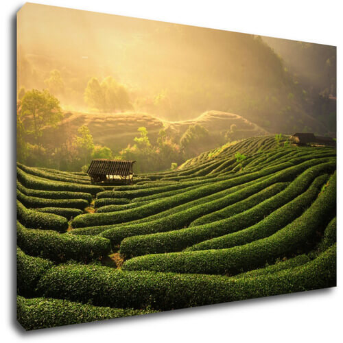 Tablou Sunrise On The Tea Plantation