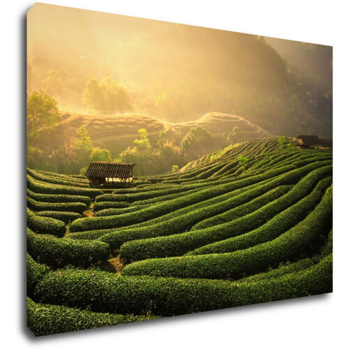 Tablou Sunrise On The Tea Plantation - 70 x 50 cm