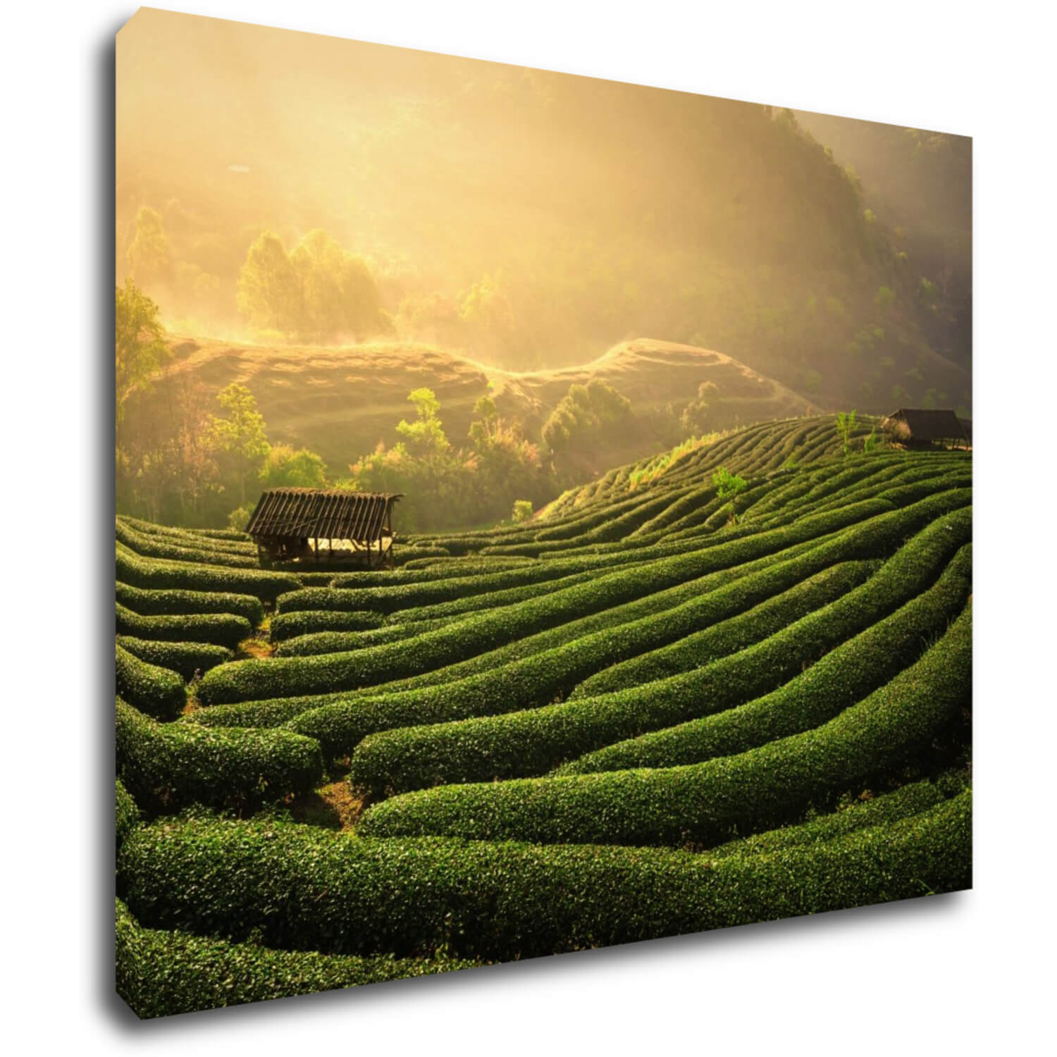 Tablou Sunrise On The Tea Plantation - 90 x 70 cm