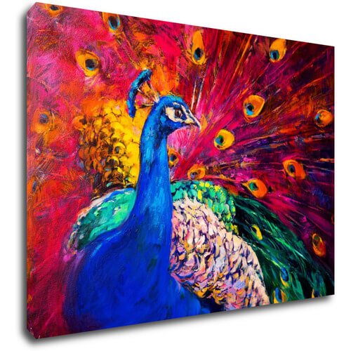 Tablou Colorful Peacock - 70 x 50 cm