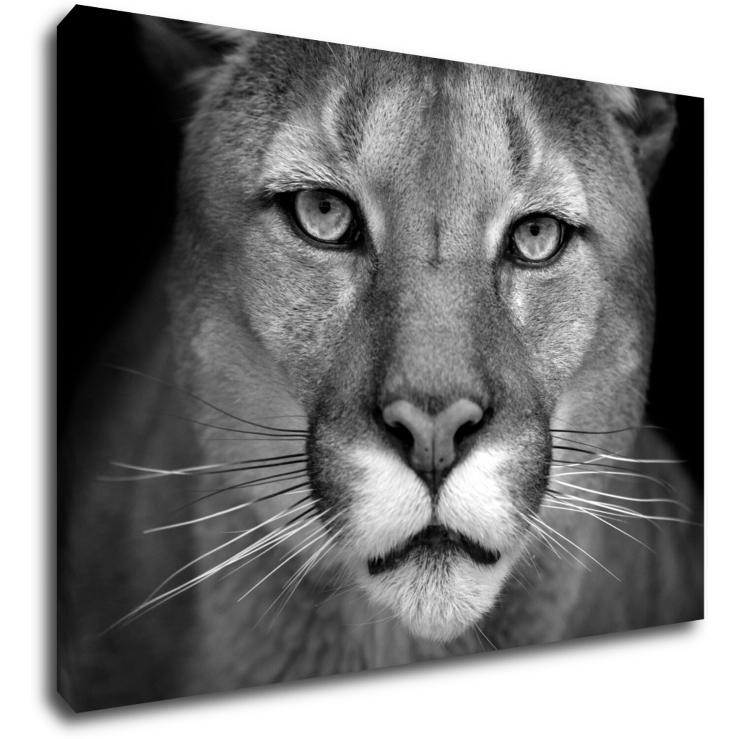 Tablou Beast - 70 x 50 cm