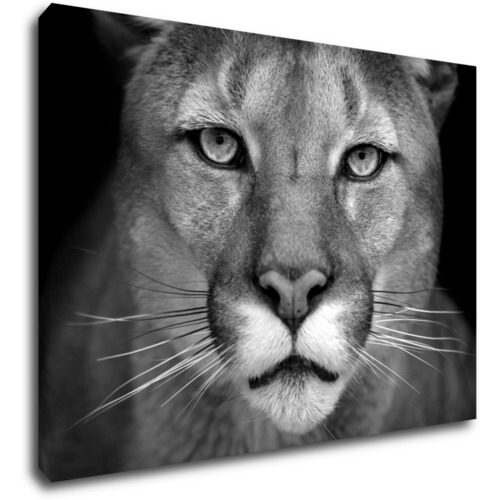 Tablou Beast - 70 x 50 cm