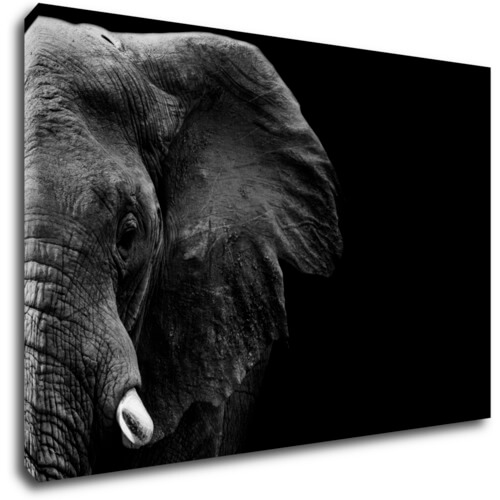 Tablou Elephant black background - 90 x 60 cm