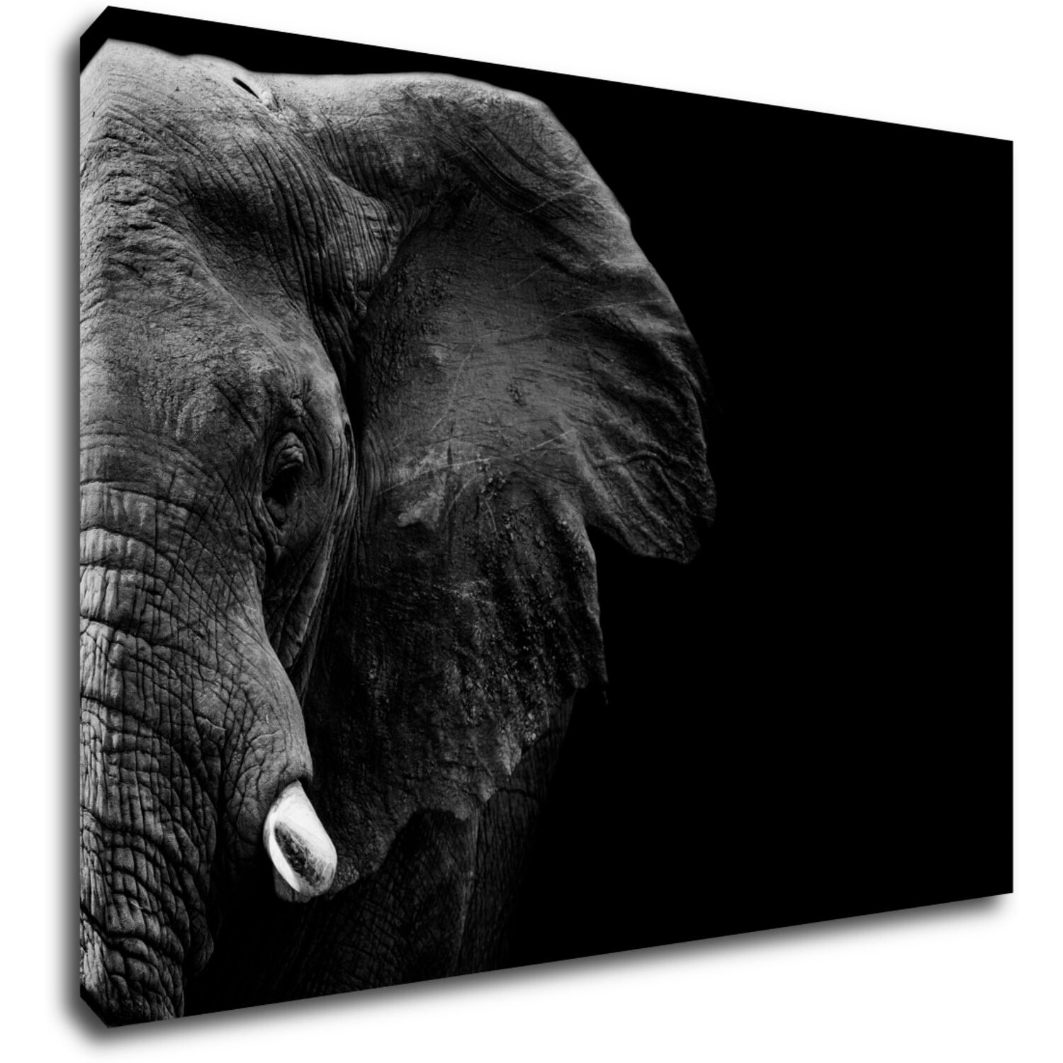 Tablou Elephant black background - 70 x 50 cm