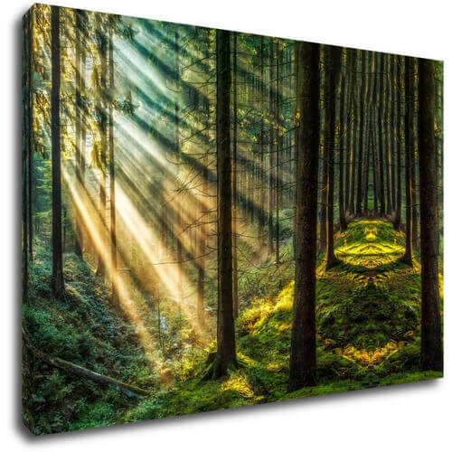 Tablou Beautiful forest