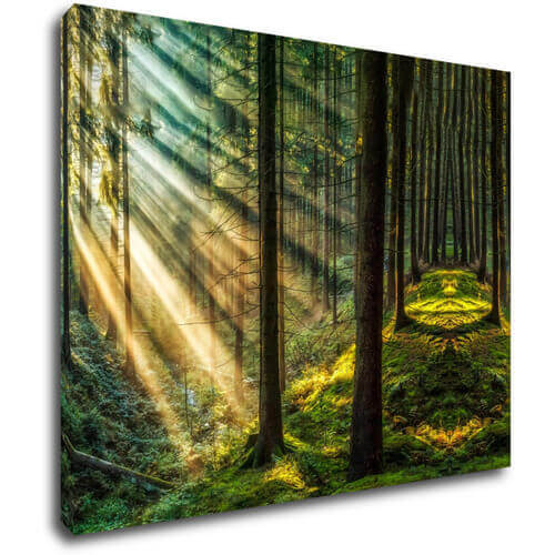 Tablou Beautiful forest - 90 x 70 cm