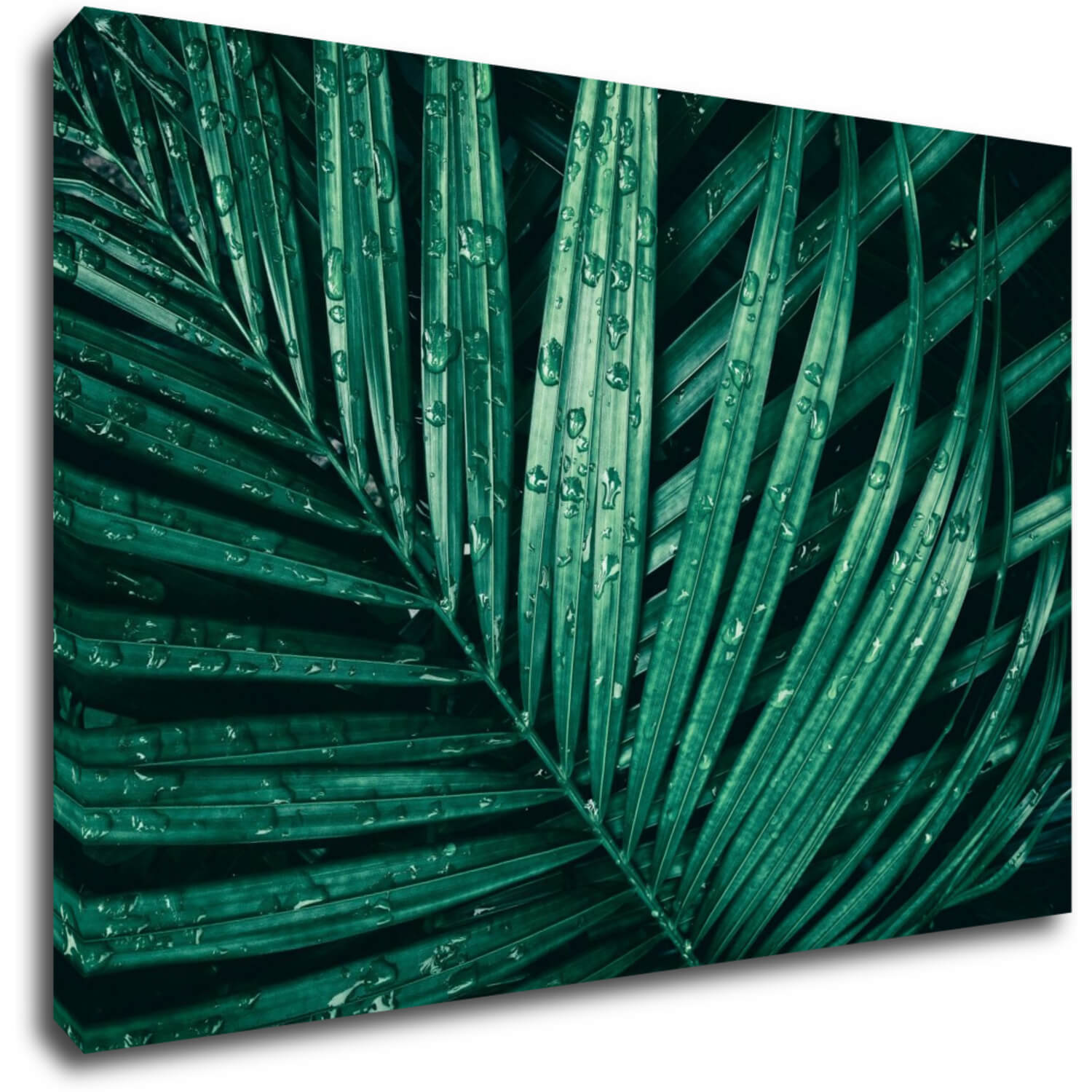 Tablou Green leaf with drops of water - 90 x 60 cm
