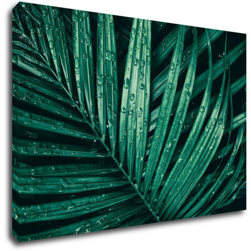 Tablou Green leaf with drops of water