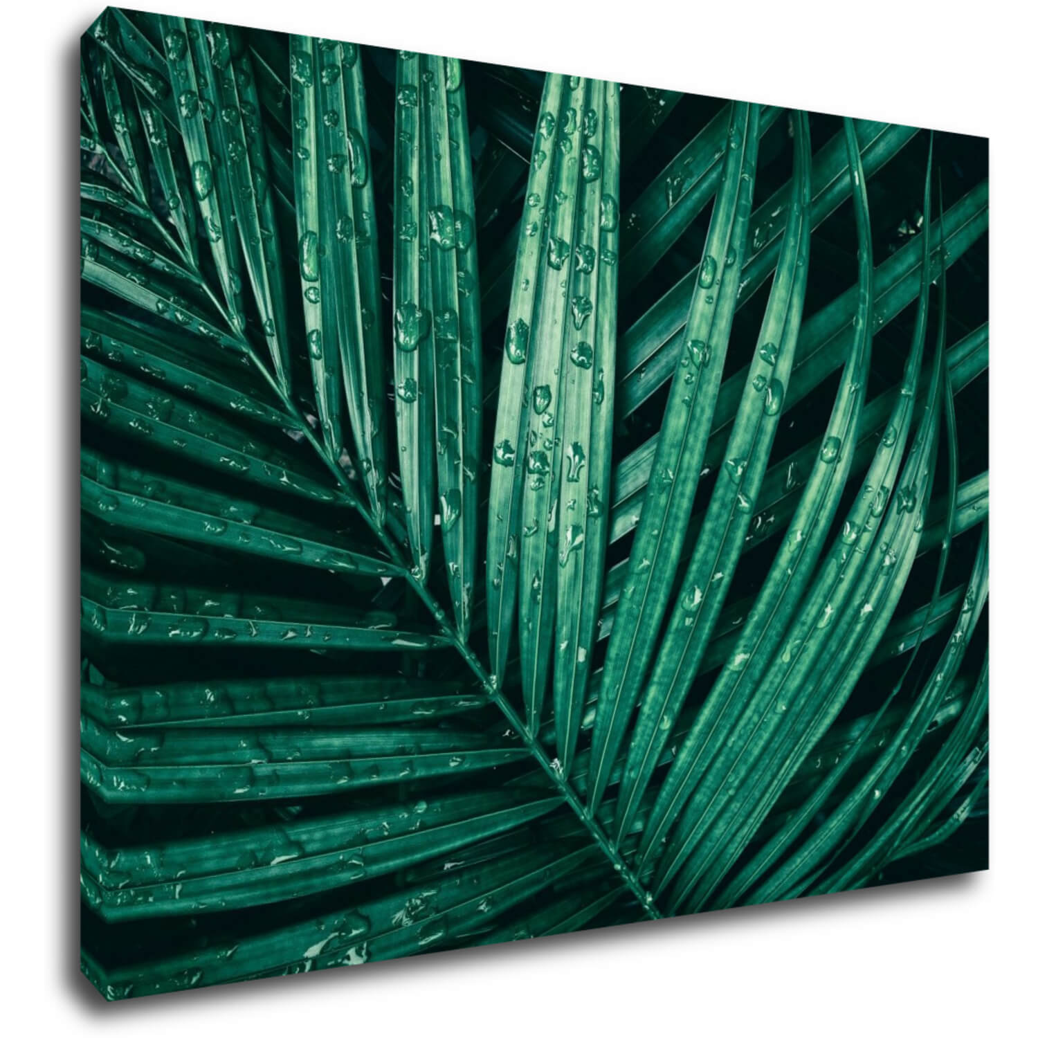 Tablou Green leaf with drops of water - 70 x 50 cm