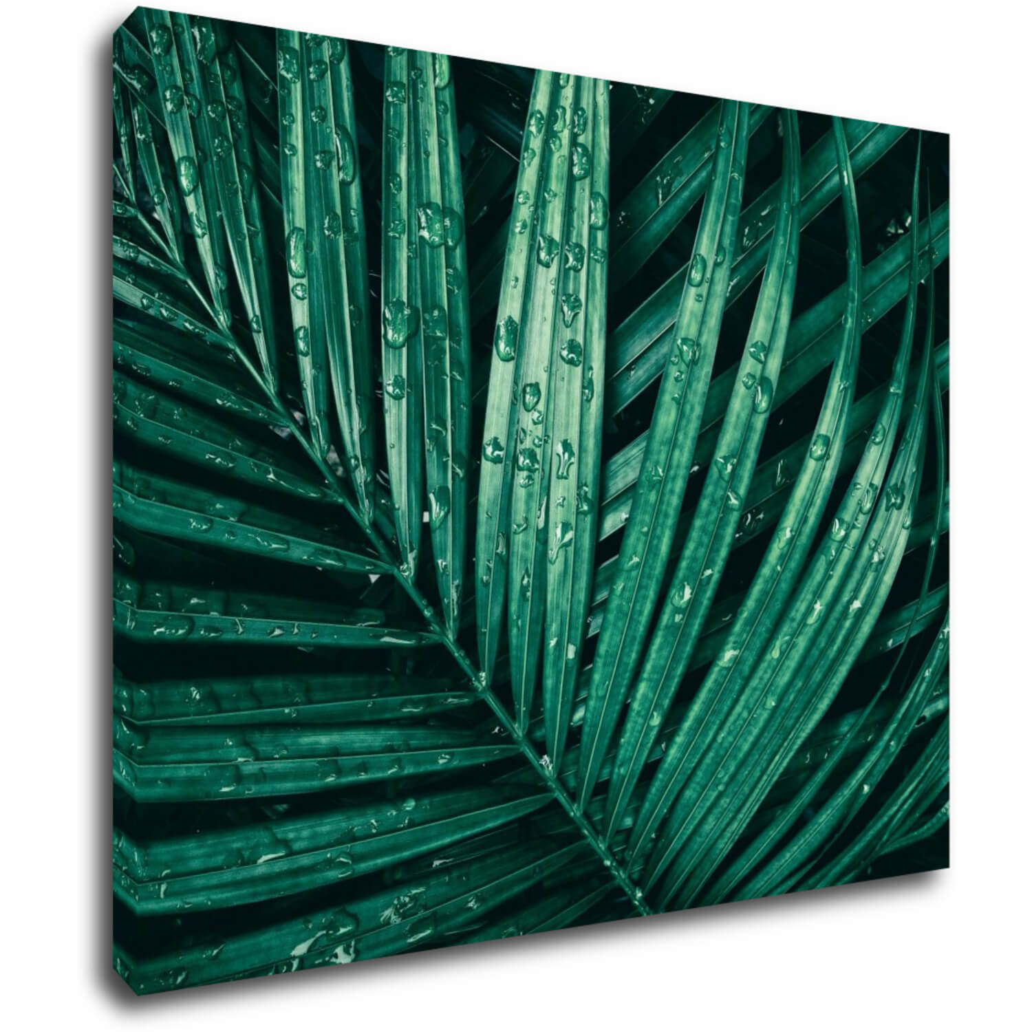 Tablou Green leaf with drops of water - 90 x 70 cm