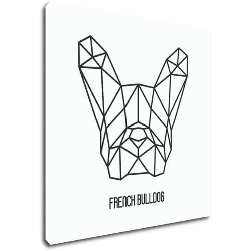 Tablou French Bulldog White Background