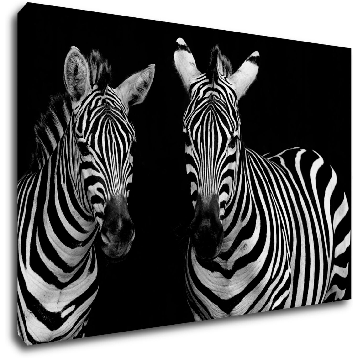 Tablou Duo zebras black and white - 60 x 40 cm