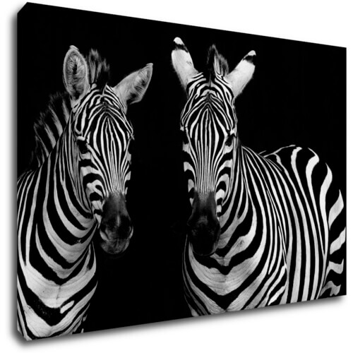 Tablou Duo zebras black and white