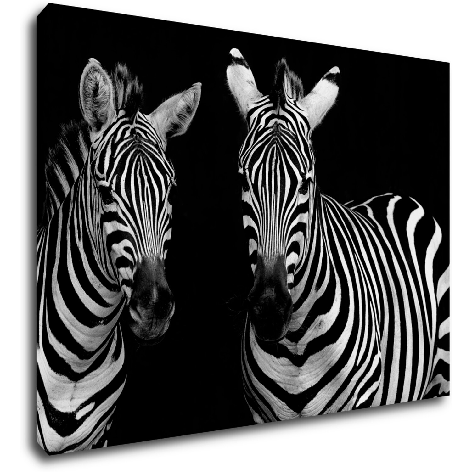 Tablou Duo zebras black and white - 70 x 50 cm