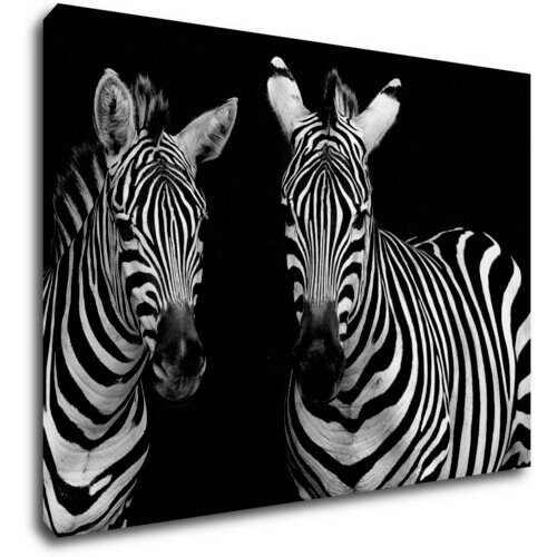 Tablou Duo zebras black and white - 70 x 50 cm
