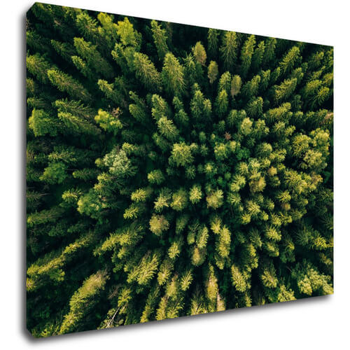 Tablou Forest - 70 x 50 cm