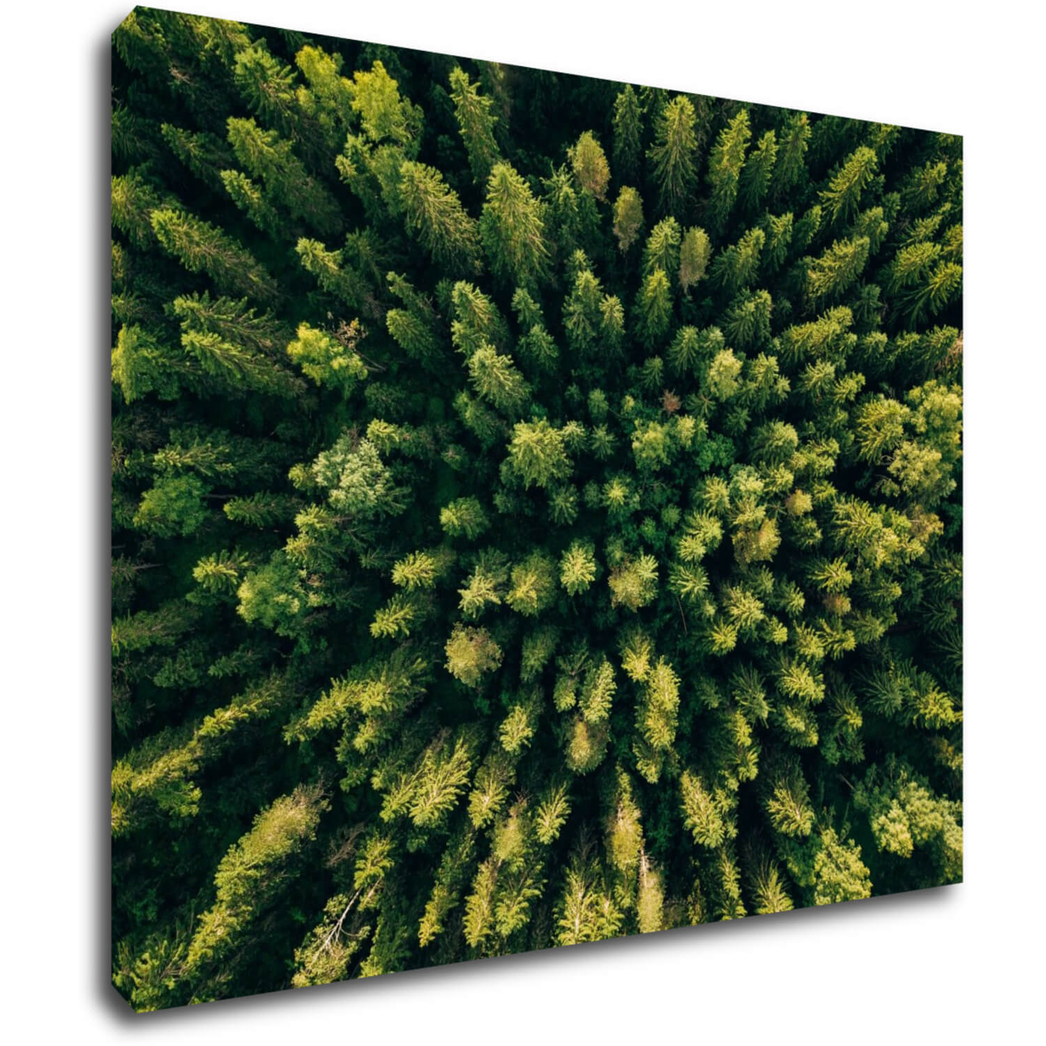 Tablou Forest - 90 x 70 cm