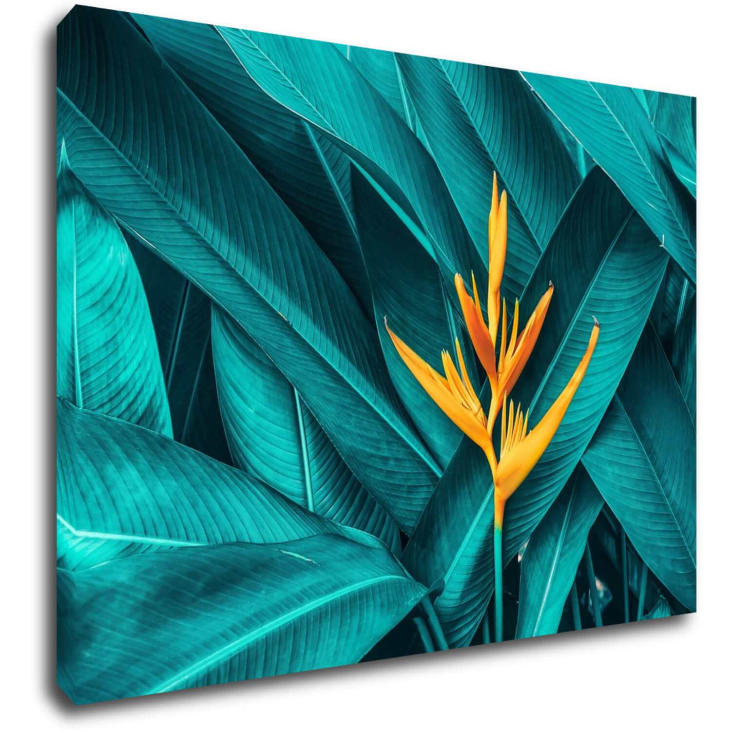 Tablou Orange blossom - 70 x 50 cm