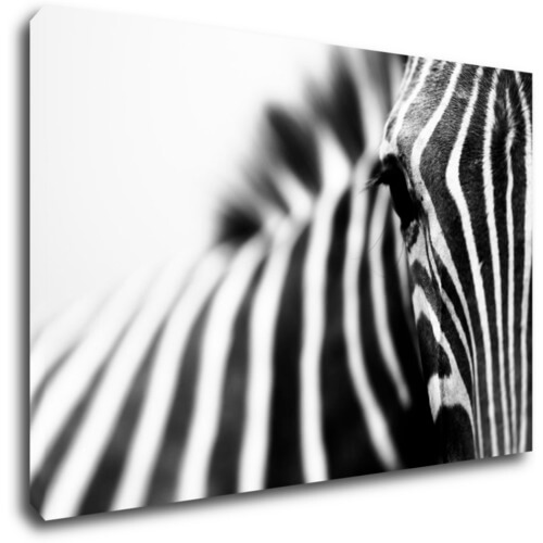 Tablou Zebra detail