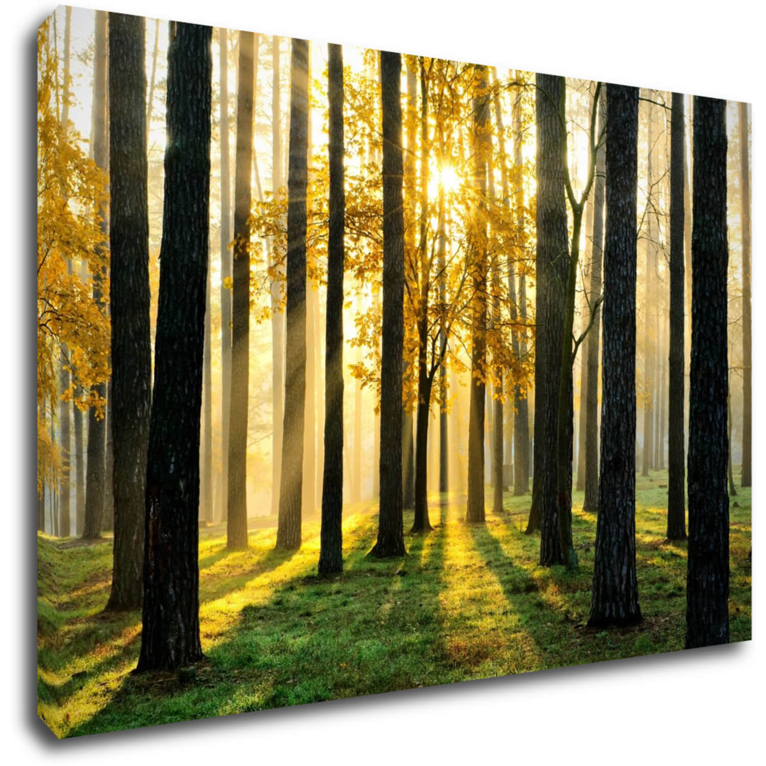 Tablou Trees and sunshine - 60 x 40 cm