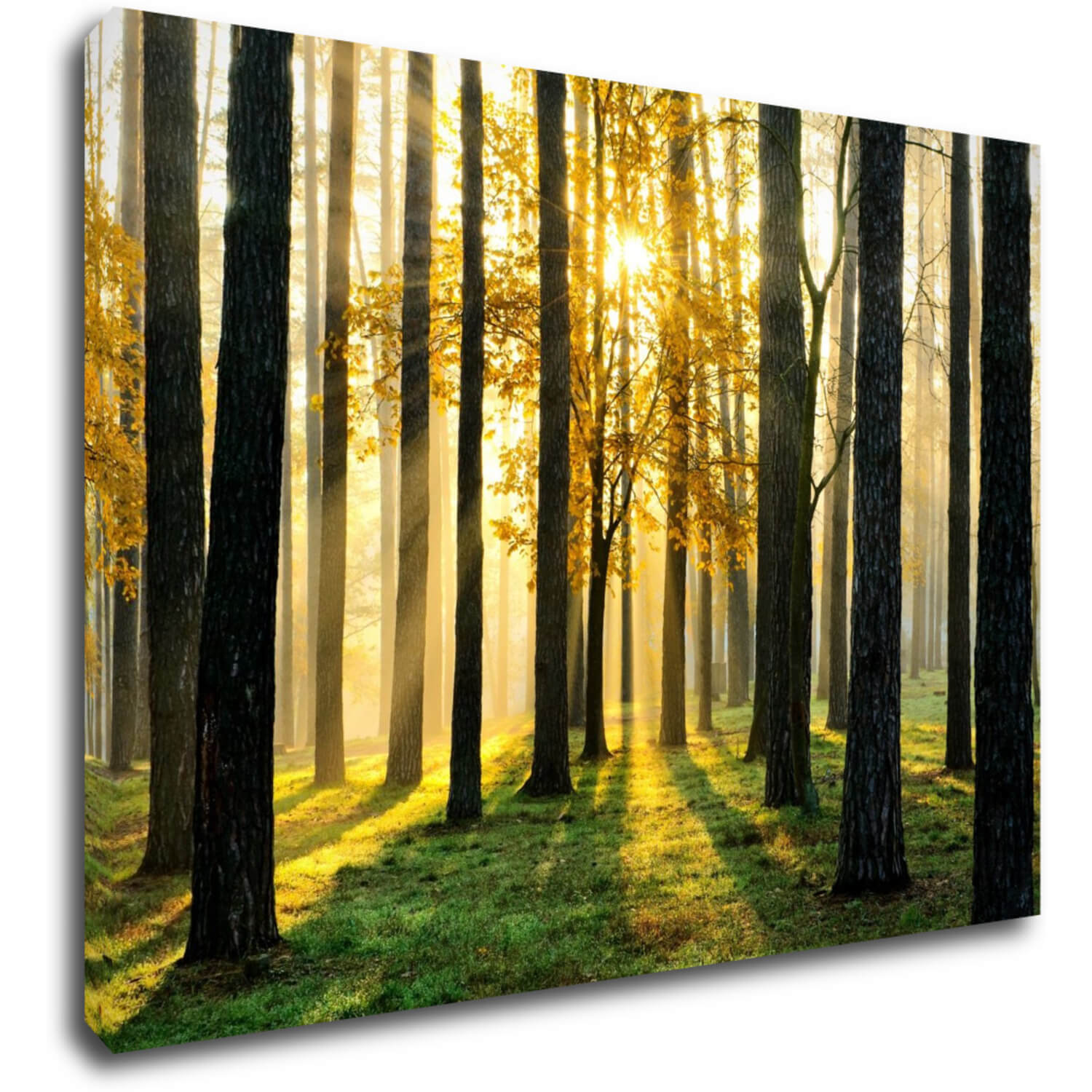 Tablou Trees and sunshine - 70 x 50 cm
