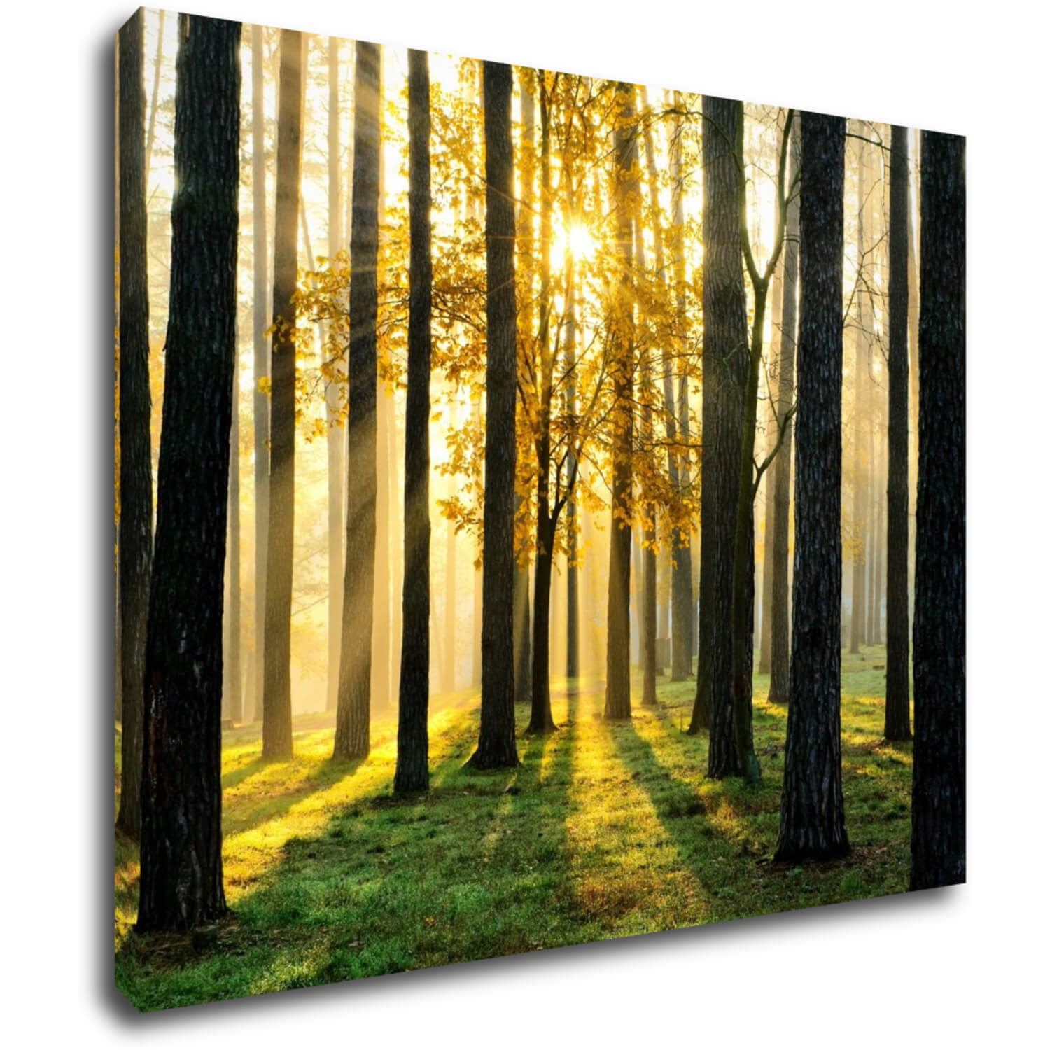 Tablou Trees and sunshine - 90 x 70 cm